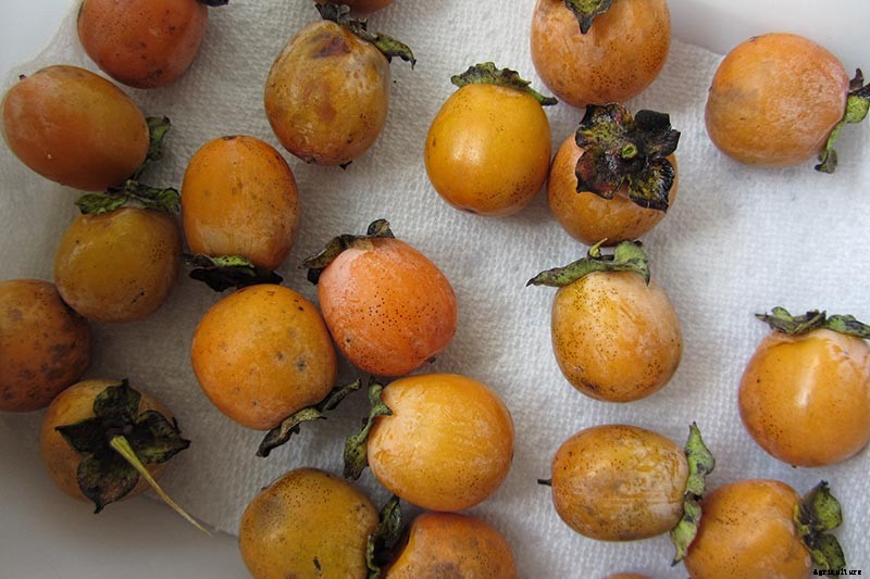 How to Grow American Persimmons
