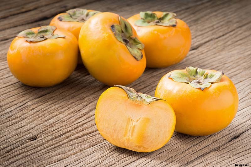How to Grow American Persimmons