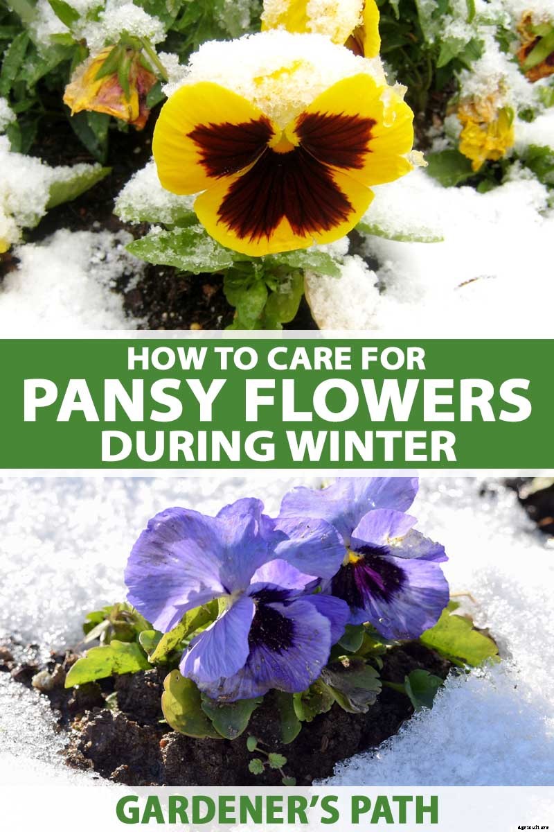 How to Care for Pansies in Winter