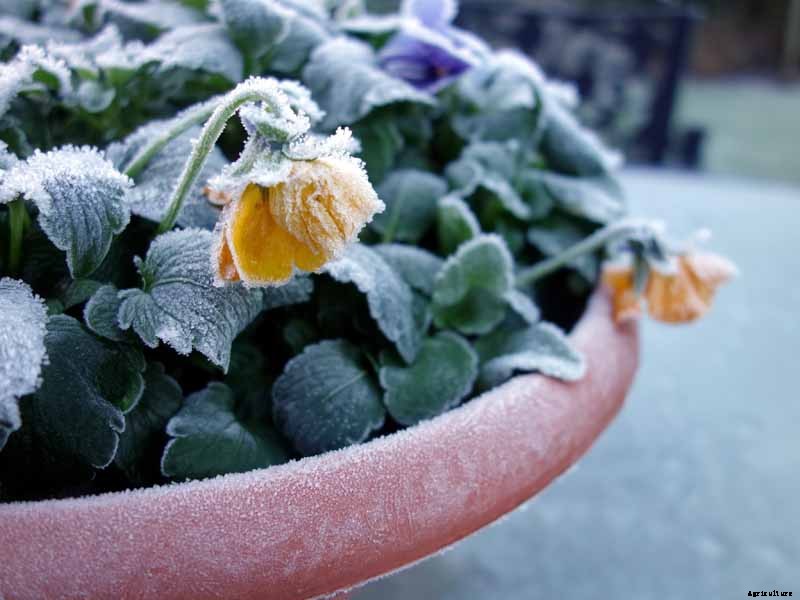 How to Care for Pansies in Winter
