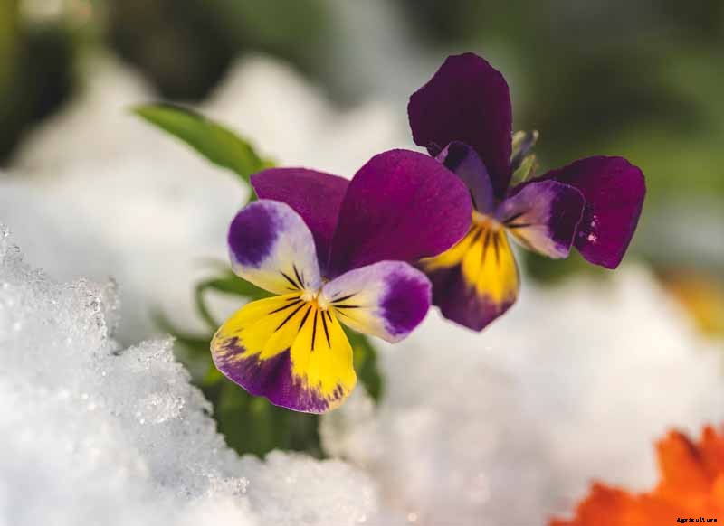 How to Care for Pansies in Winter