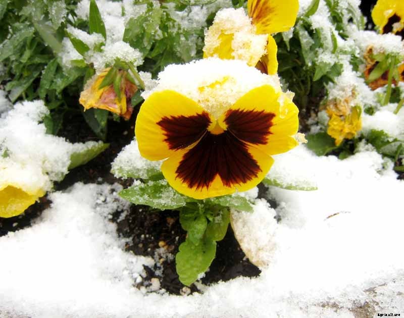 How to Care for Pansies in Winter