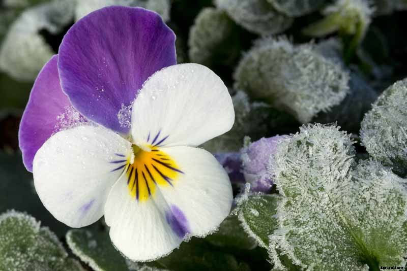 How to Care for Pansies in Winter