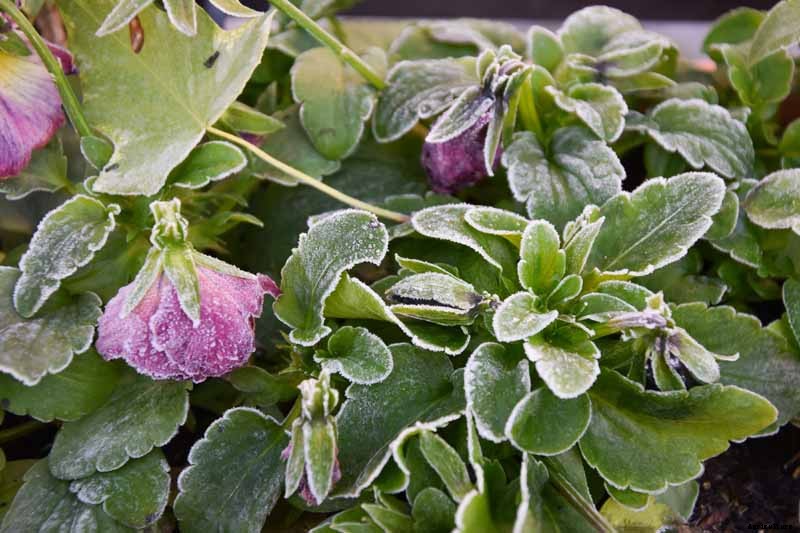 How to Care for Pansies in Winter