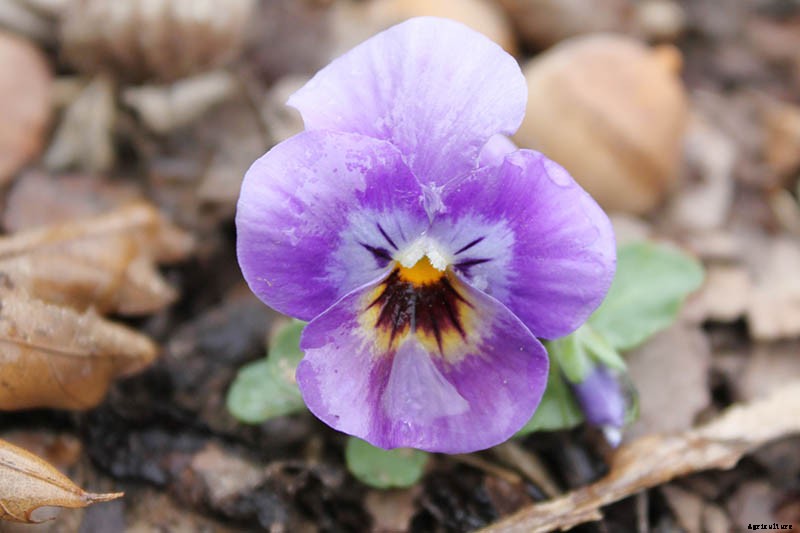 How to Care for Pansies in Winter