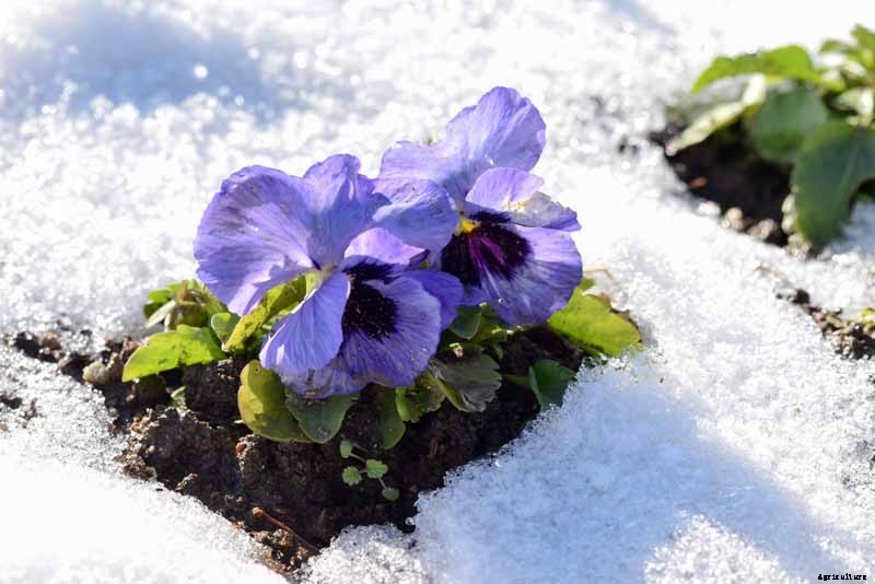 How to Care for Pansies in Winter