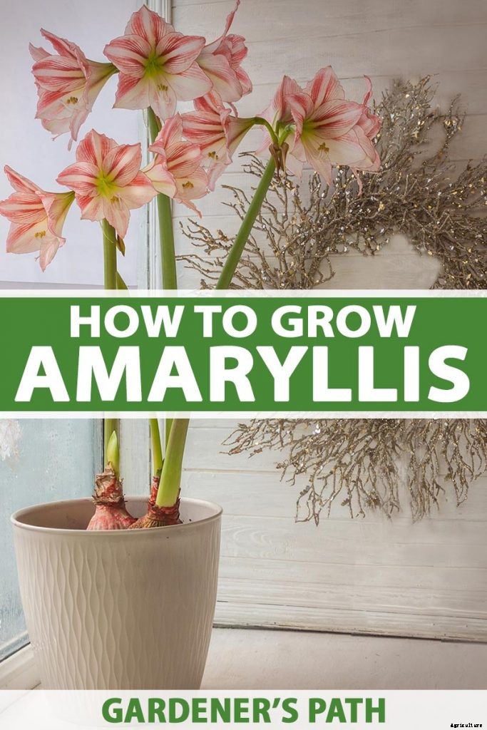 How to Grow and Care for Amaryllis Flowers