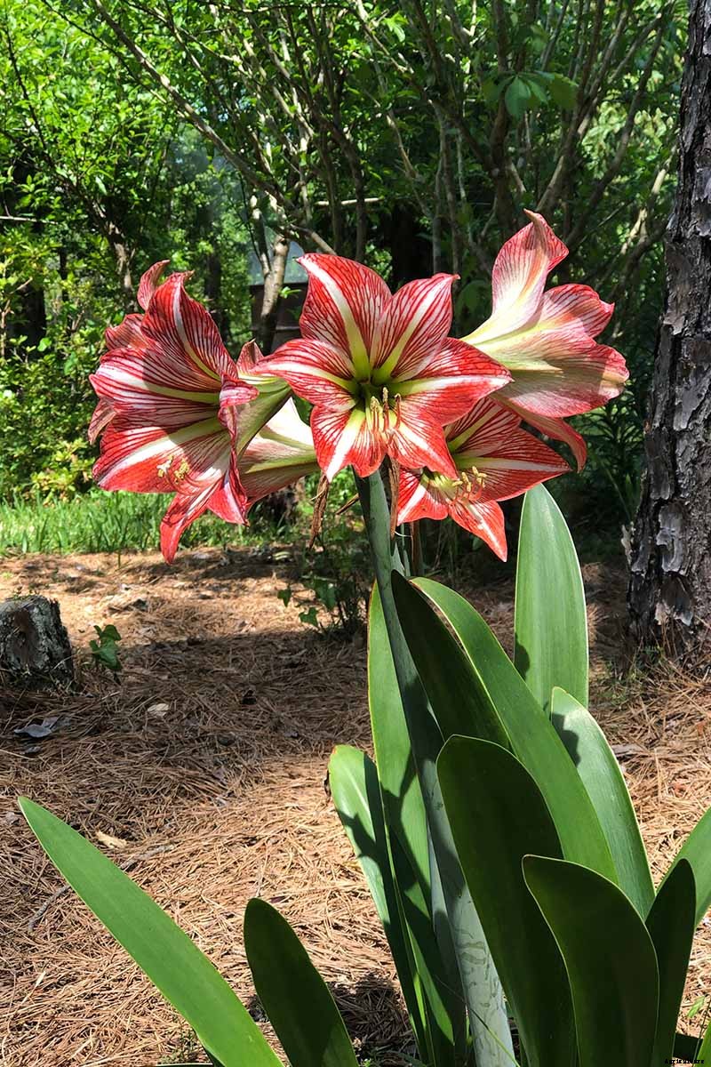 How to Grow and Care for Amaryllis Flowers