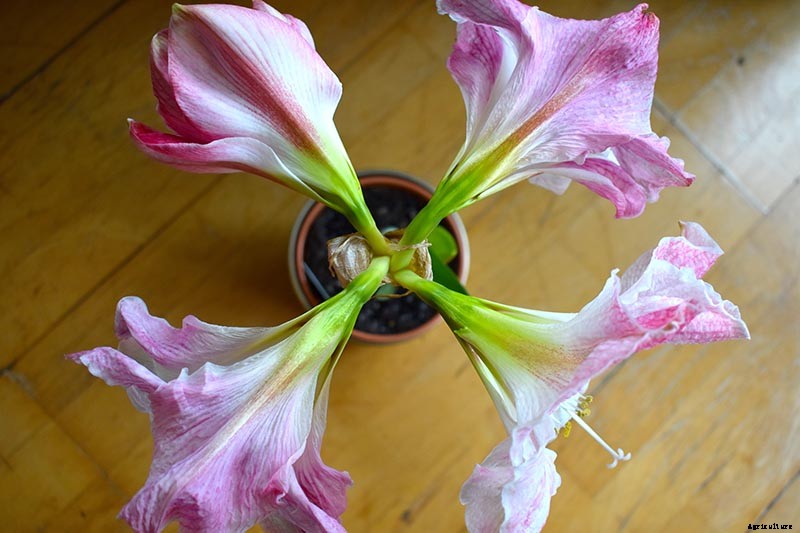 How to Grow and Care for Amaryllis Flowers