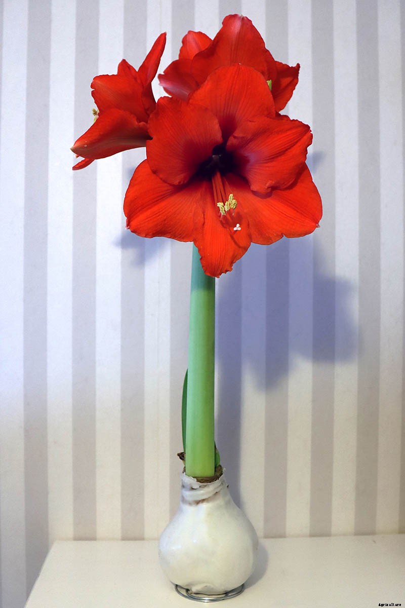 How to Grow and Care for Amaryllis Flowers