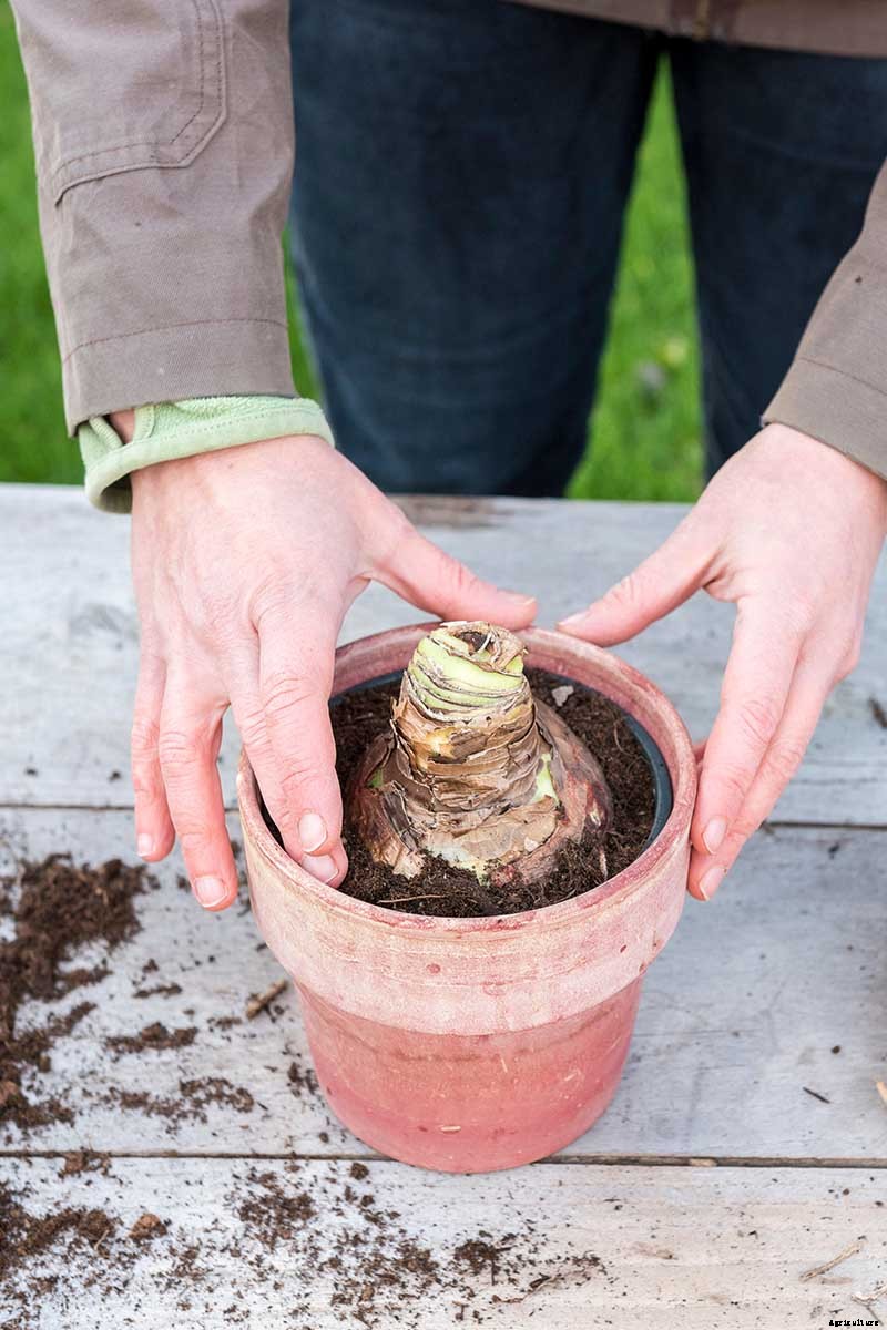 How to Grow and Care for Amaryllis Flowers
