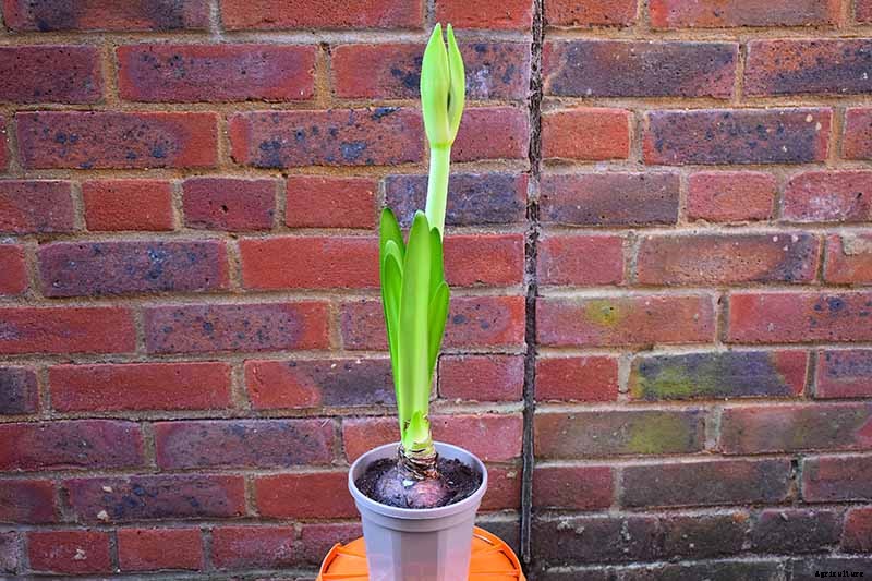 How to Grow and Care for Amaryllis Flowers