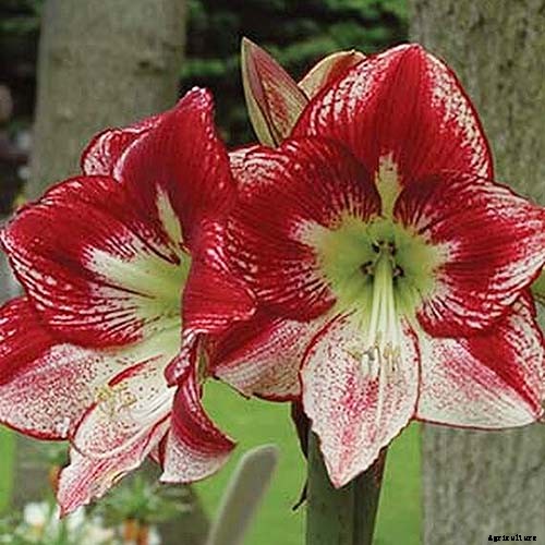 How to Grow and Care for Amaryllis Flowers