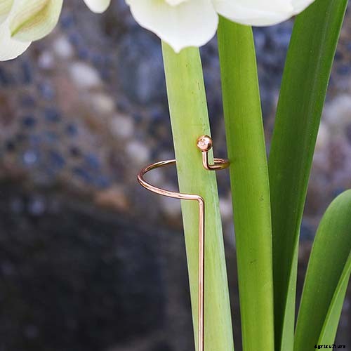 How to Grow and Care for Amaryllis Flowers