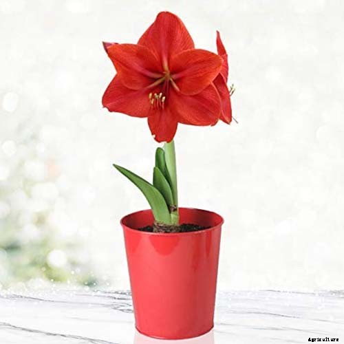 How to Grow and Care for Amaryllis Flowers