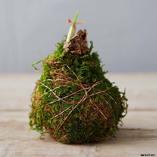 How to Grow and Care for Amaryllis Flowers