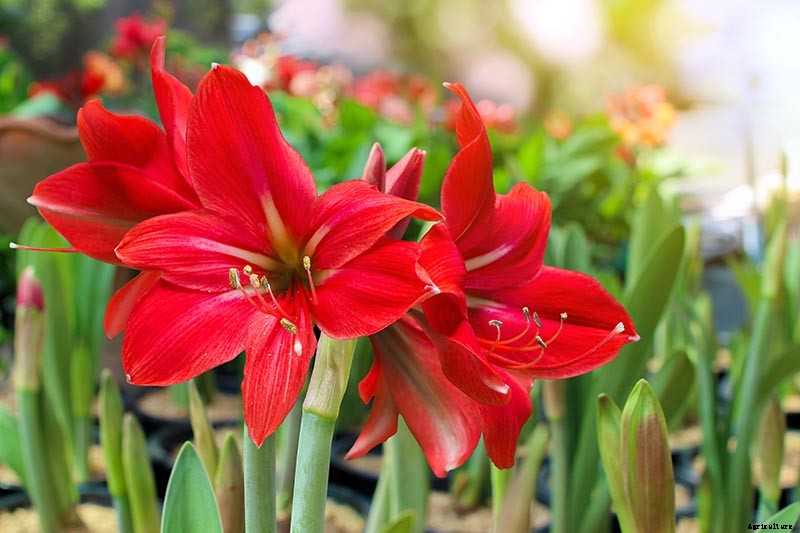 How to Grow and Care for Amaryllis Flowers