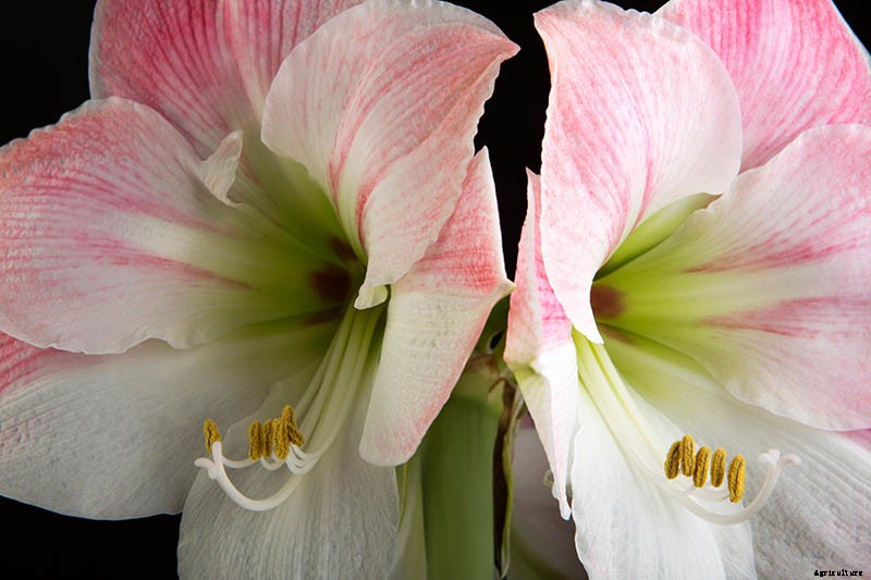 How to Grow and Care for Amaryllis Flowers