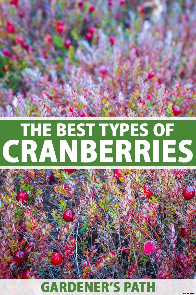 9+ of the Best Types of Cranberries for Your Garden