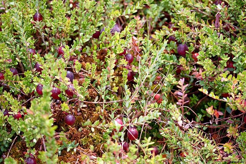 9+ of the Best Types of Cranberries for Your Garden