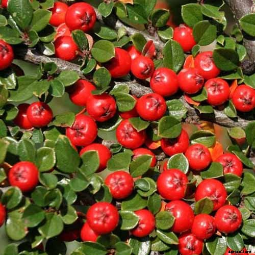 9+ of the Best Types of Cranberries for Your Garden