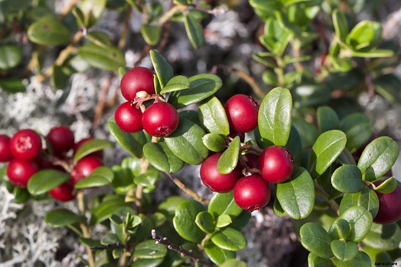 9+ of the Best Types of Cranberries for Your Garden