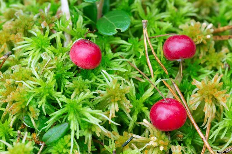 9+ of the Best Types of Cranberries for Your Garden