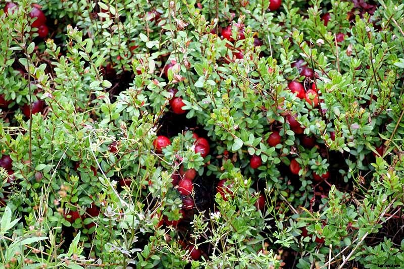 9+ of the Best Types of Cranberries for Your Garden