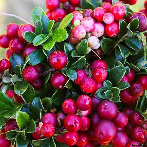 9+ of the Best Types of Cranberries for Your Garden