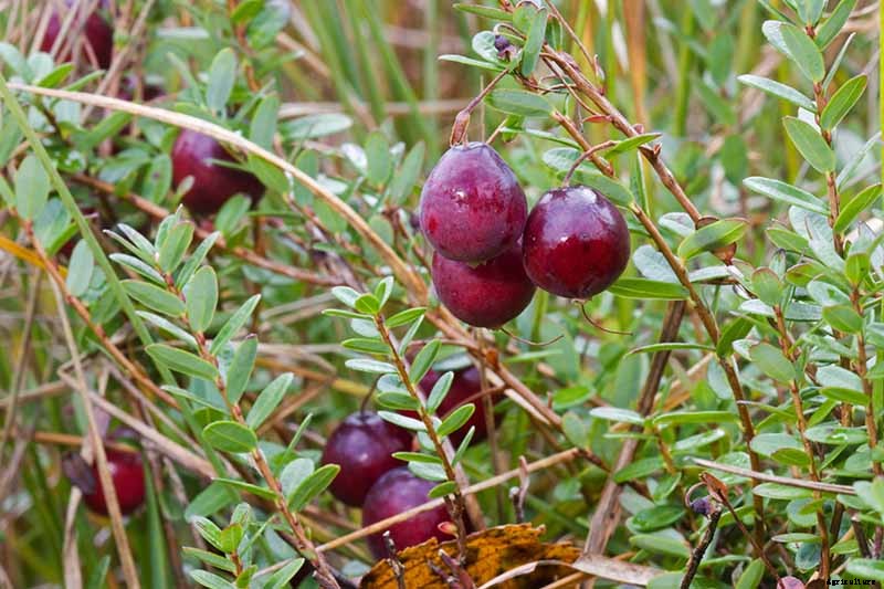 9+ of the Best Types of Cranberries for Your Garden