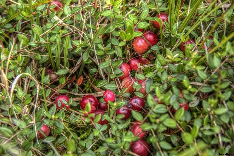9+ of the Best Types of Cranberries for Your Garden