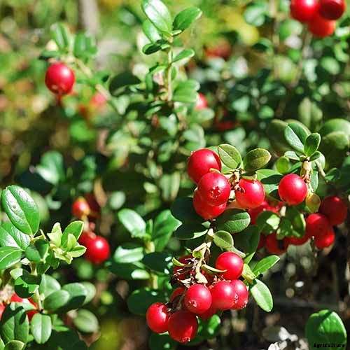 9+ of the Best Types of Cranberries for Your Garden