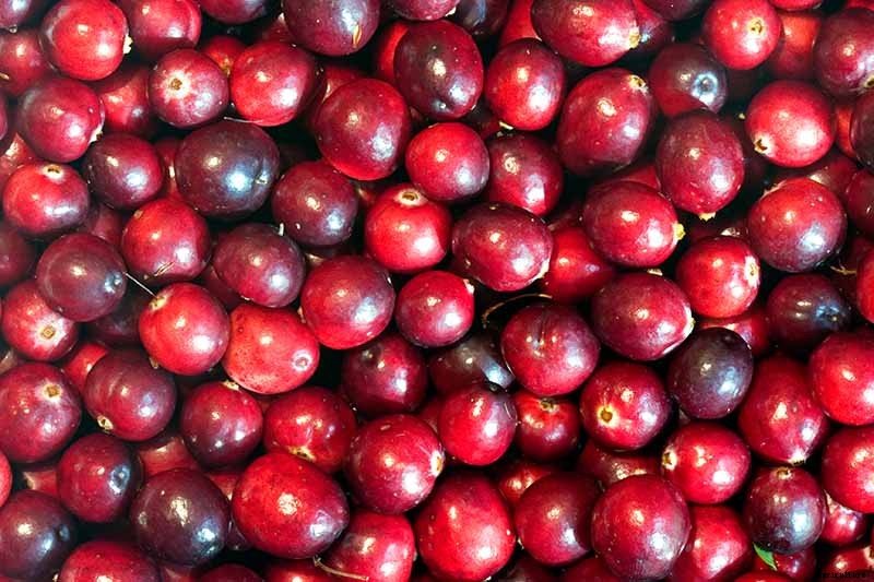 9+ of the Best Types of Cranberries for Your Garden