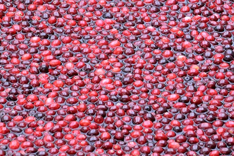 9+ of the Best Types of Cranberries for Your Garden