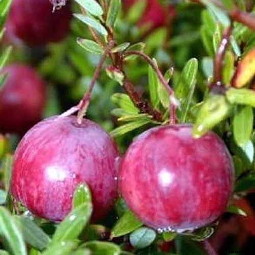 9+ of the Best Types of Cranberries for Your Garden