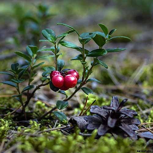 9+ of the Best Types of Cranberries for Your Garden
