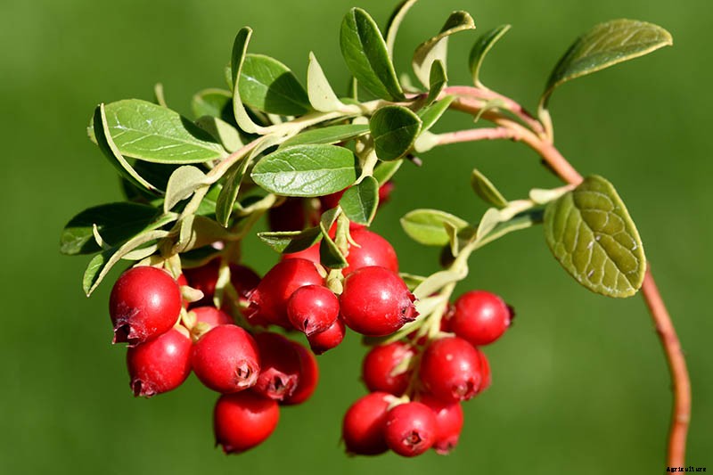 9+ of the Best Types of Cranberries for Your Garden