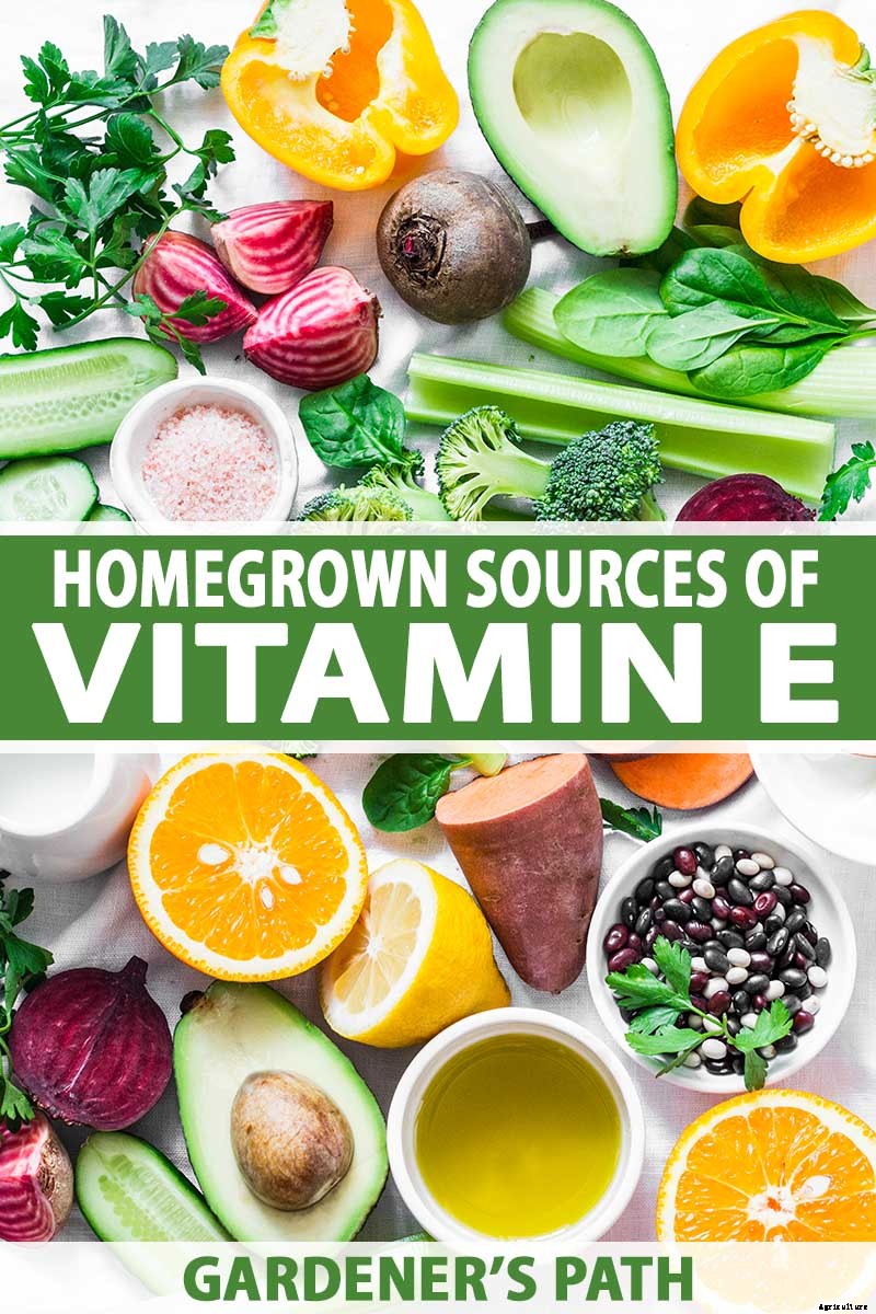 Top Homegrown Sources of Vitamin E