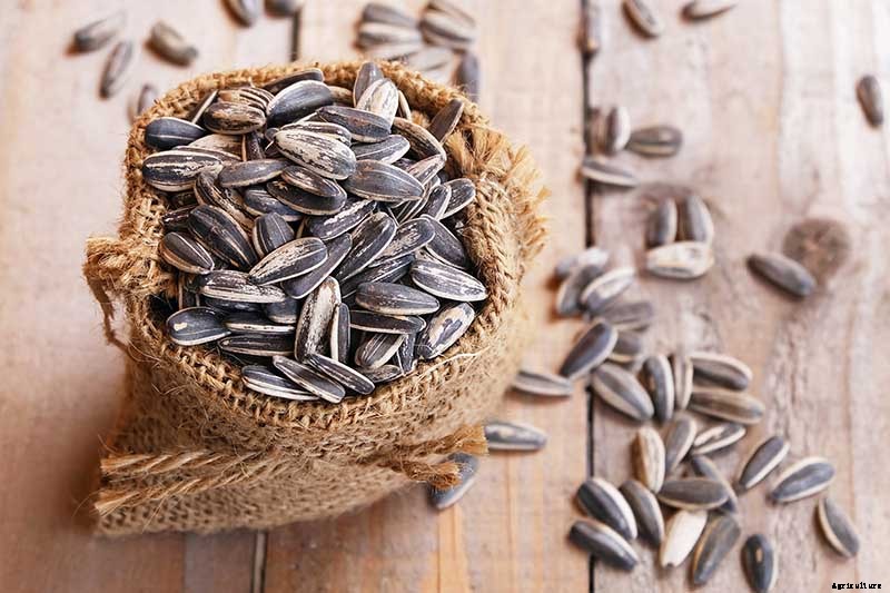 Top Homegrown Sources of Vitamin E