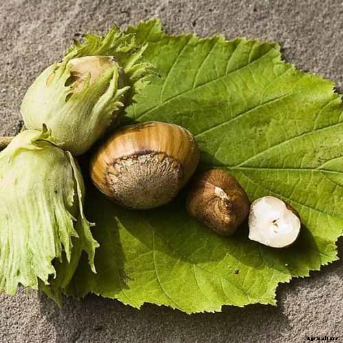 Top Homegrown Sources of Vitamin E