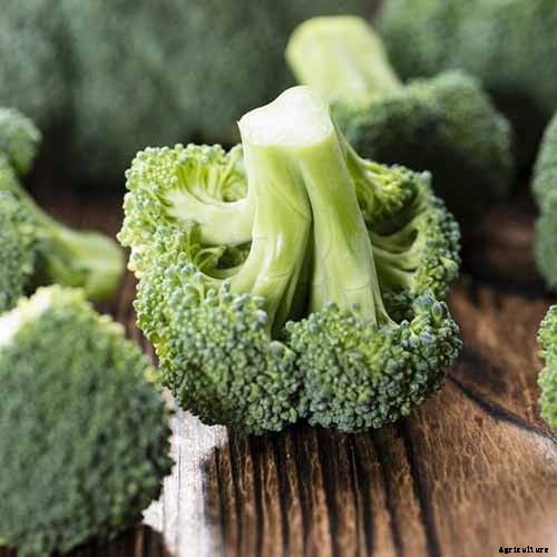 Top Homegrown Sources of Vitamin E