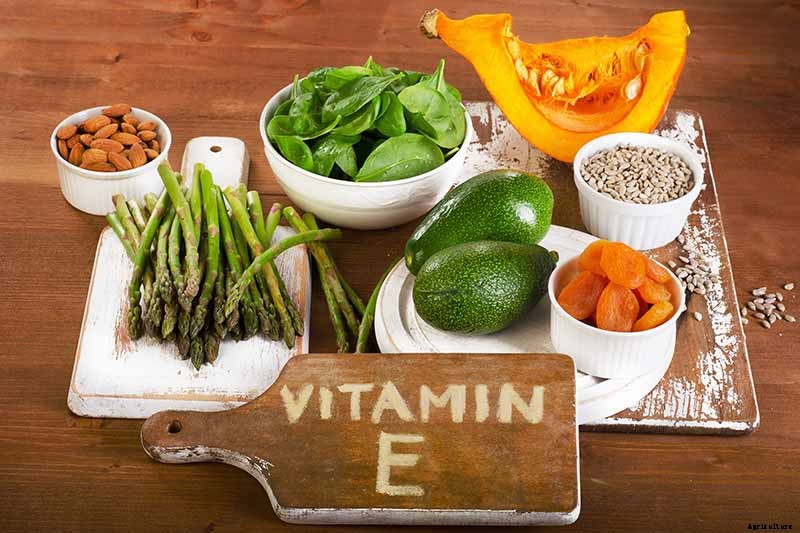 Top Homegrown Sources of Vitamin E