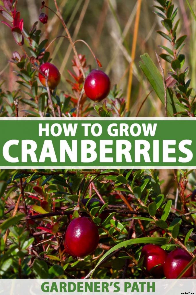 How to Grow Cranberry Plants in the Garden