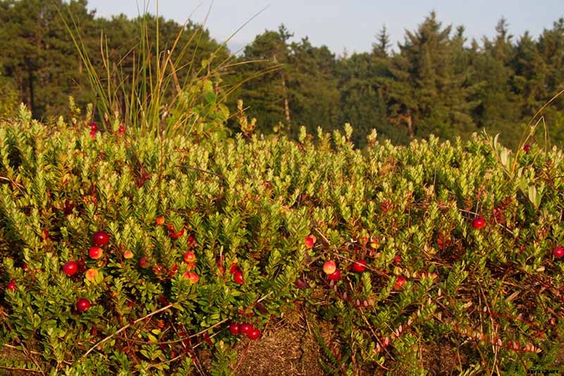 How to Grow Cranberry Plants in the Garden