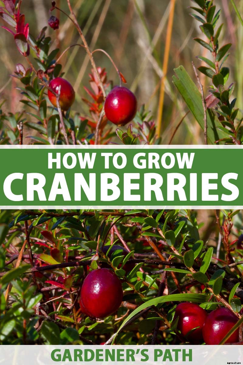 How to Grow Cranberry Plants in the Garden