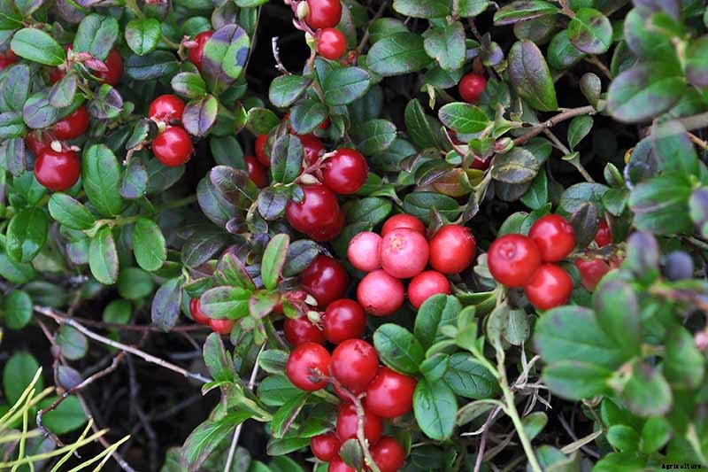 How to Grow Cranberry Plants in the Garden