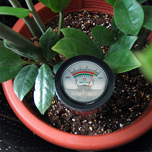 How to Grow Cranberry Plants in the Garden