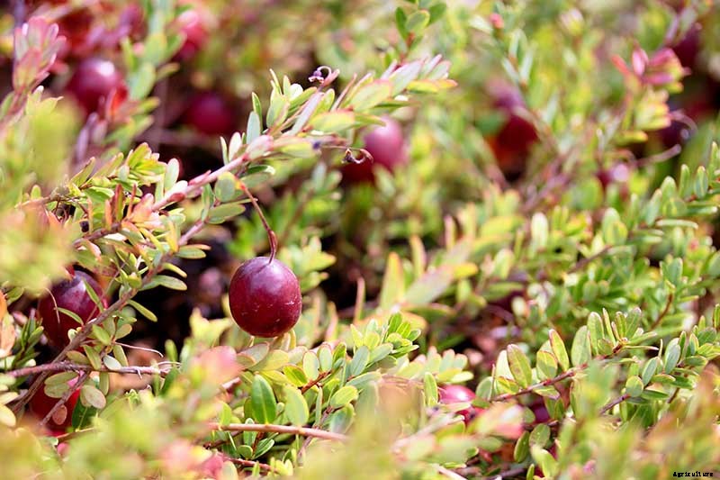 How to Grow Cranberry Plants in the Garden