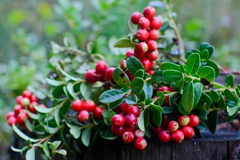 How to Grow Cranberry Plants in the Garden