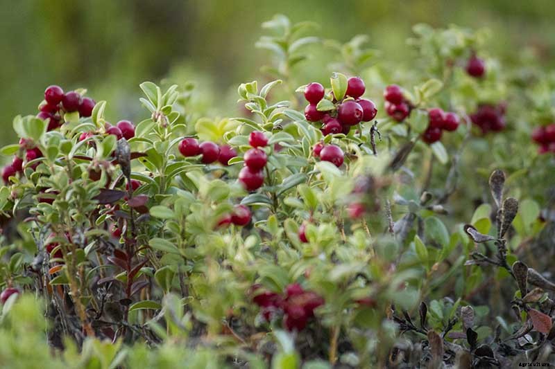 How to Grow Cranberry Plants in the Garden